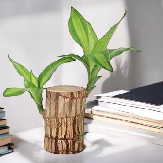 Brazilian Lucky Wood Plant 🪴 | Buy 1 Get 1 Free 🔥